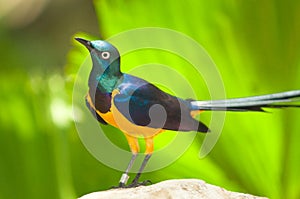 Golden Breasted Starling photo