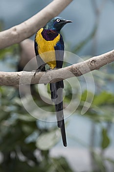 Golden-breasted Starling