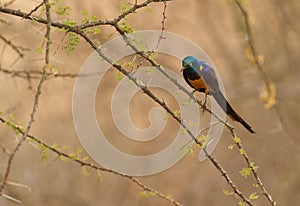 Golden-breasted Starling on acacia