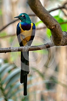 Golden breasted Starling, Cosmopsarus regius, Glossy Starling sitting on the tree branch.