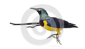 Golden Breasted Starling isolated on white