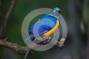 Golden-breasted starling Lamprotornis regius