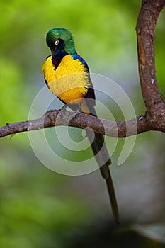 The golden-breasted starling Lamprotornis regius, also known as royal starling. Starling in the green