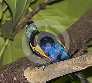 The golden-breasted starling perched on a tree