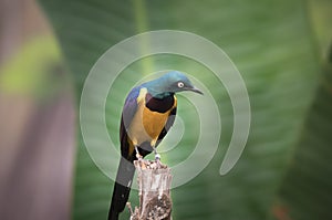 Golden-breasted Starling perched on the tree branch, Cosmopsarus regius