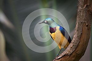 Golden-breasted Starling perched on the tree branch, Cosmopsarus regius
