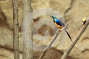 Golden-breasted starling photo