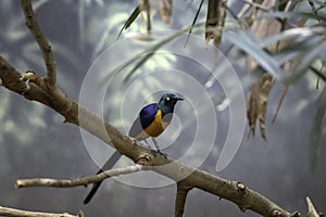 Golden breasted Starling sitting on the tree branch in Denver Zoo