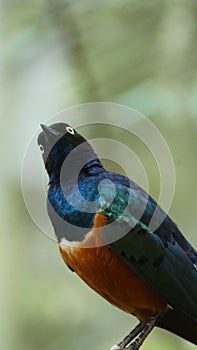 The golden-breasted starling is a small bird with a bright, blue tail and a blue back.