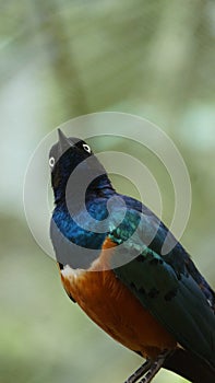 The golden-breasted starling is a small bird with a bright, blue tail and a blue back.