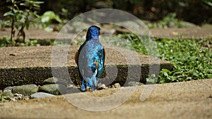The golden-breasted starling is a small bird with a bright, blue tail and a blue back.