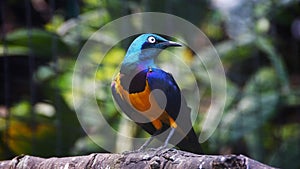 The golden-breasted starling is a small bird with a bright, blue tail and a blue back. It has a green head, white eyes, blue-viole