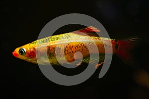 Golden breed of white cloud mountain minnow, healthy juvenile of dwarf coldwater species, bright blurred healthy plants