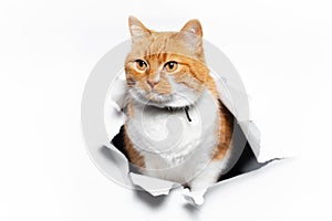 Golden British cat through cracked white paper