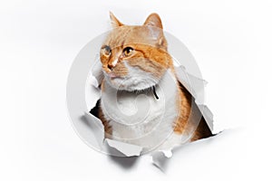 Golden British cat through cracked white paper