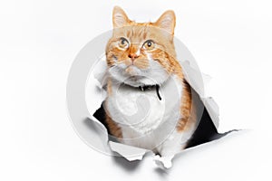 Golden British cat through cracked white paper