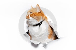 Golden British cat through cracked white paper