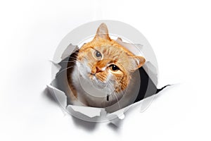 Golden British cat through cracked white paper