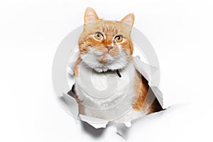 Golden British cat through cracked white paper