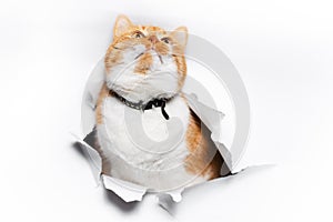 Golden British cat through cracked white paper