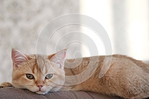 A golden British cat is lying in sofa
