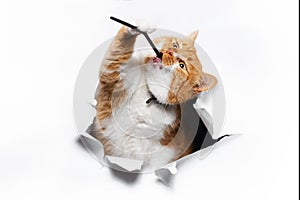 Golden British cat playing with straw through cracked white paper