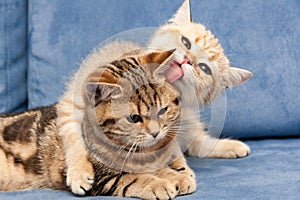 Golden British kitten hugs with love his girlfriend cat