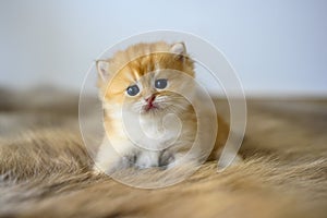 Golden British Shorthair kitten crawling on a fur rug in a room in the house. little cat learning to walk front view Childhood