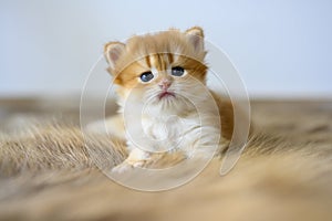 Golden British Shorthair kitten crawling on a fur rug in a room in the house. little cat learning to walk front view Childhood