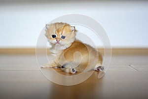 Golden British Shorthair kitten crawling on the wooden floor in the room. little cat learning to walk Rear view and the cat turns