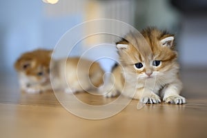 Golden British Shorthair kitten crawls on a wooden floor in a room in the house. little cat learning to walk front view. Childhood