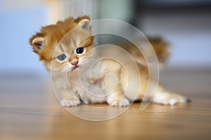 Golden British Shorthair kitten crawls on a wooden floor in a room in the house. little cat learning to walk front view. Childhood