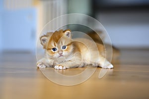 Golden British Shorthair kitten crawls on a wooden floor in a room in the house. little cat learning to walk front view. Childhood
