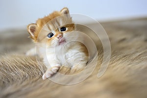 Golden British Shorthair Kitten Sit comfortably on a fur rug. view from the front of the little cat pretty and cute very good