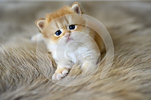 Golden British Shorthair Kitten Sit comfortably on a fur rug. view from the front of the little cat pretty and cute very good