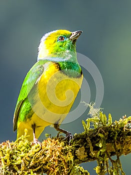 Golden-browed Chlorophonia in Costa Rica photo