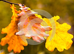 Golden brown autumn oak leaves closeup delicate dried autumnal design base