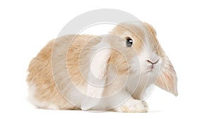 Golden brown Domestic Rabbit , isolated