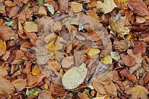 Golden and brown fall colour of  leaves Copenhagen