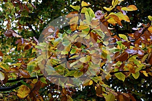 Golden and brown fall colour of tree and  leaves Copenhagen