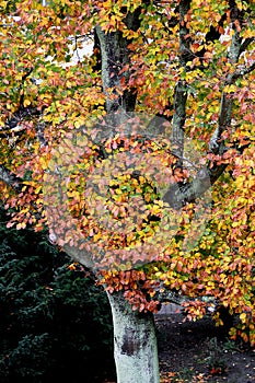 Golden and brown fall colour of tree and  leaves Copenhagen