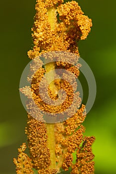 Golden brown fertile frond of cinnamon fern in Glastonbury, Connecticut