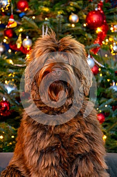 A golden brown labradoodle dog in front of a Christmas tree with decorations