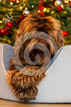 A golden brown labradoodle dog in front of a Christmas tree with decorations