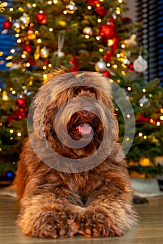 A golden brown labradoodle dog in front of a Christmas tree with decorations