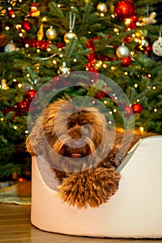 A golden brown labradoodle dog in front of a Christmas tree with decorations