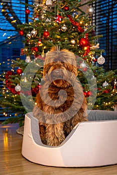 A golden brown labradoodle dog in front of a Christmas tree with decorations