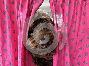 Golden brown labradoodle dog looking curious through pink curtains