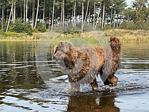 Golden brown labradoodle dog playing in water pool in forest