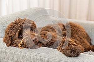 Golden brown labradoodle sleeping on sofa